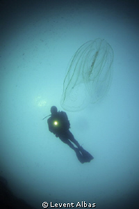 JellyFish by Levent Albas 